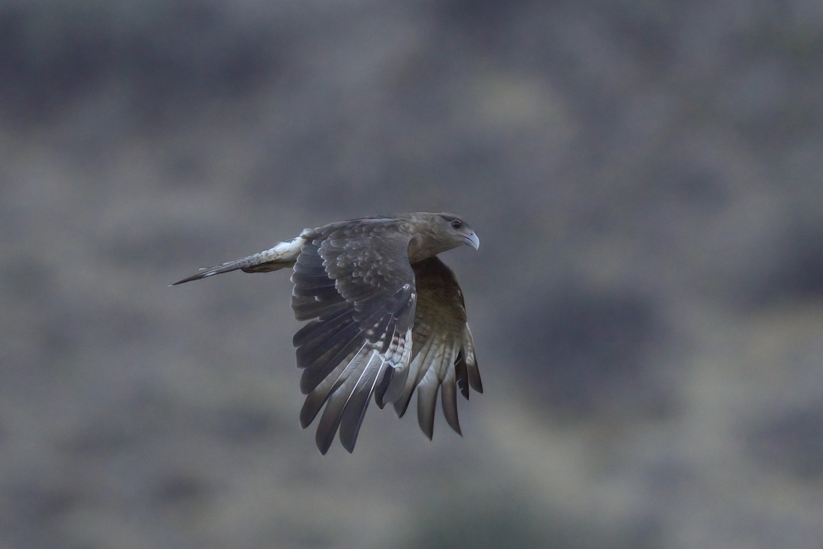 Chimango Caracara - ML622102968