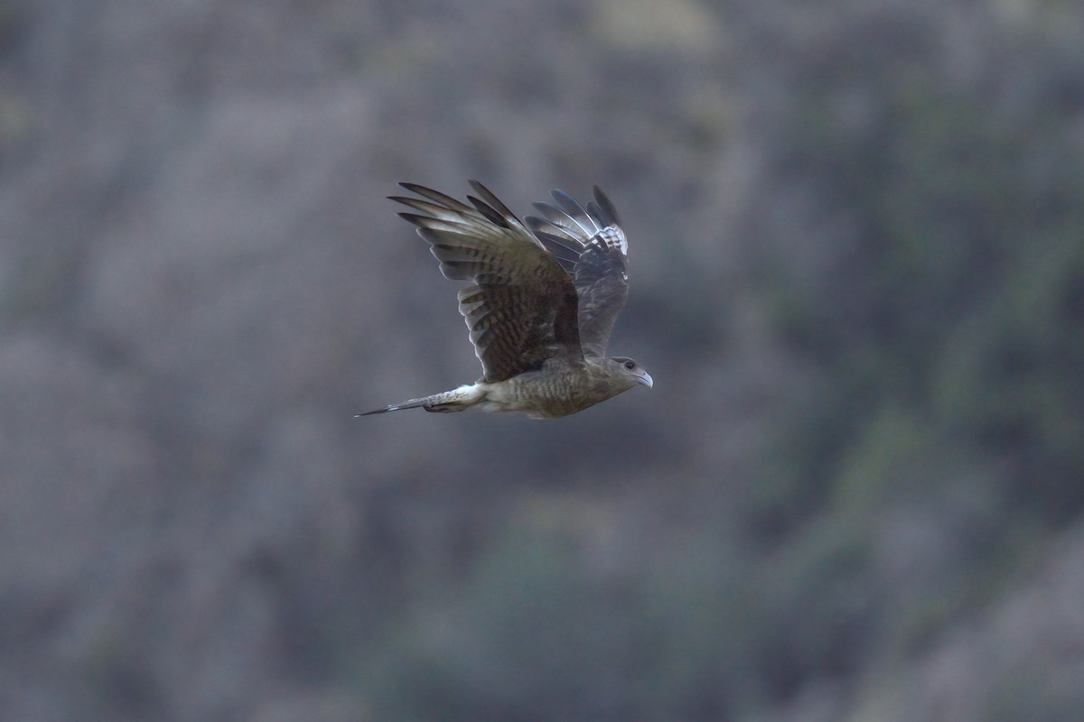 Chimango Caracara - ML622102969