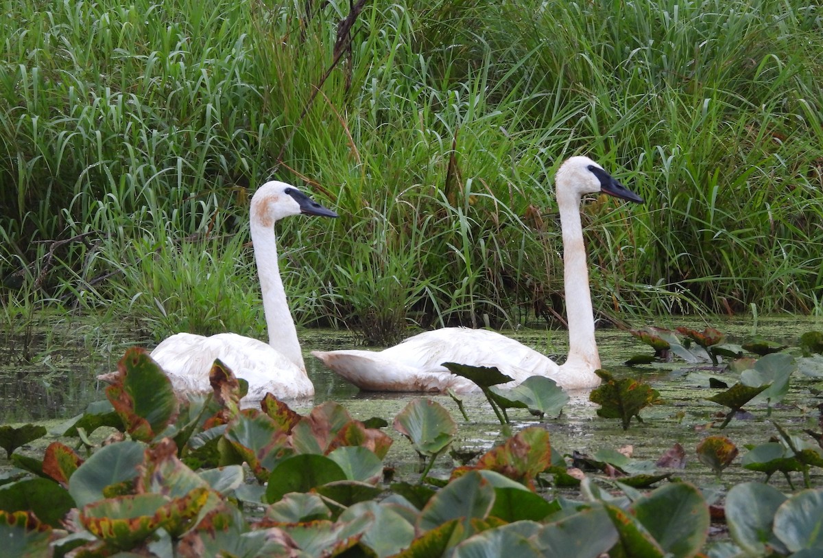 Trumpeter Swan - ML622102971