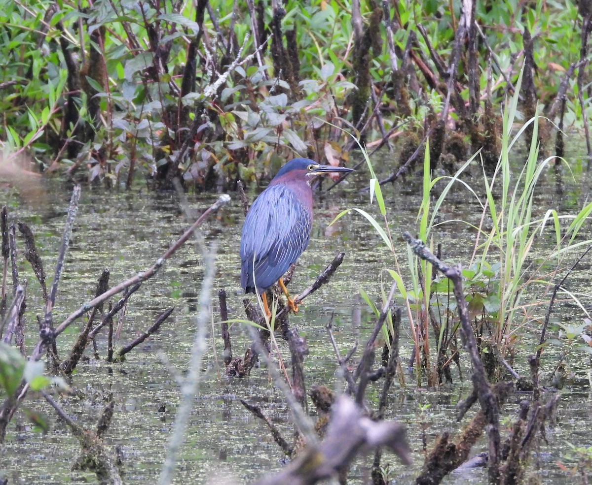 Green Heron - ML622102972