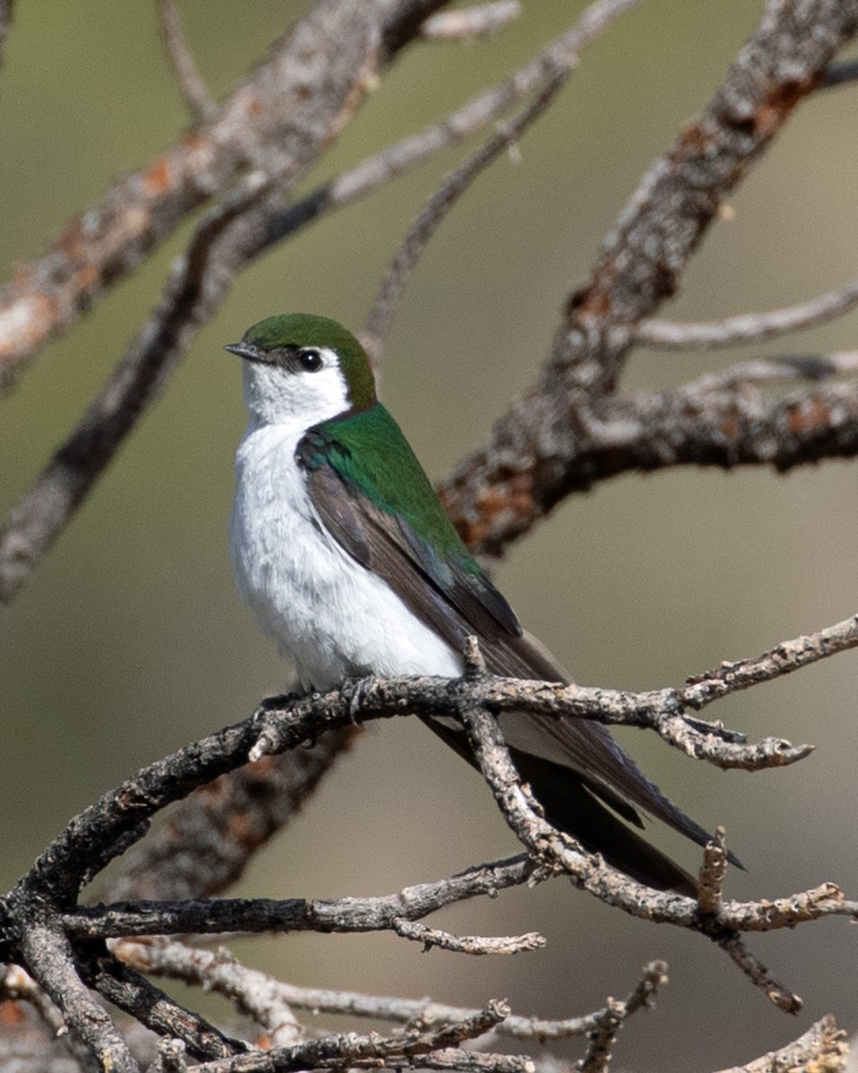 Violet-green Swallow - ML622102973