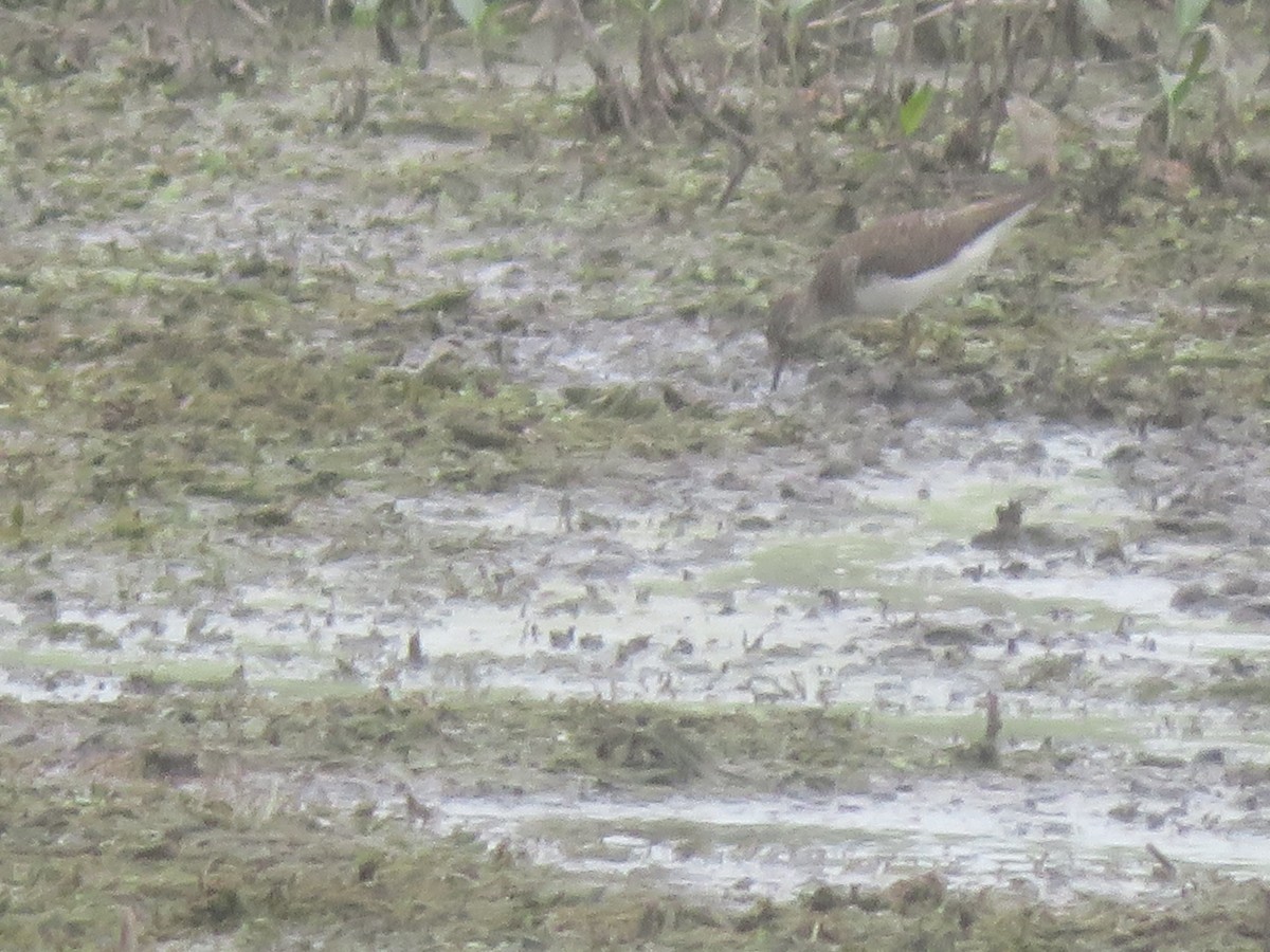 Spotted Sandpiper - ML622102977