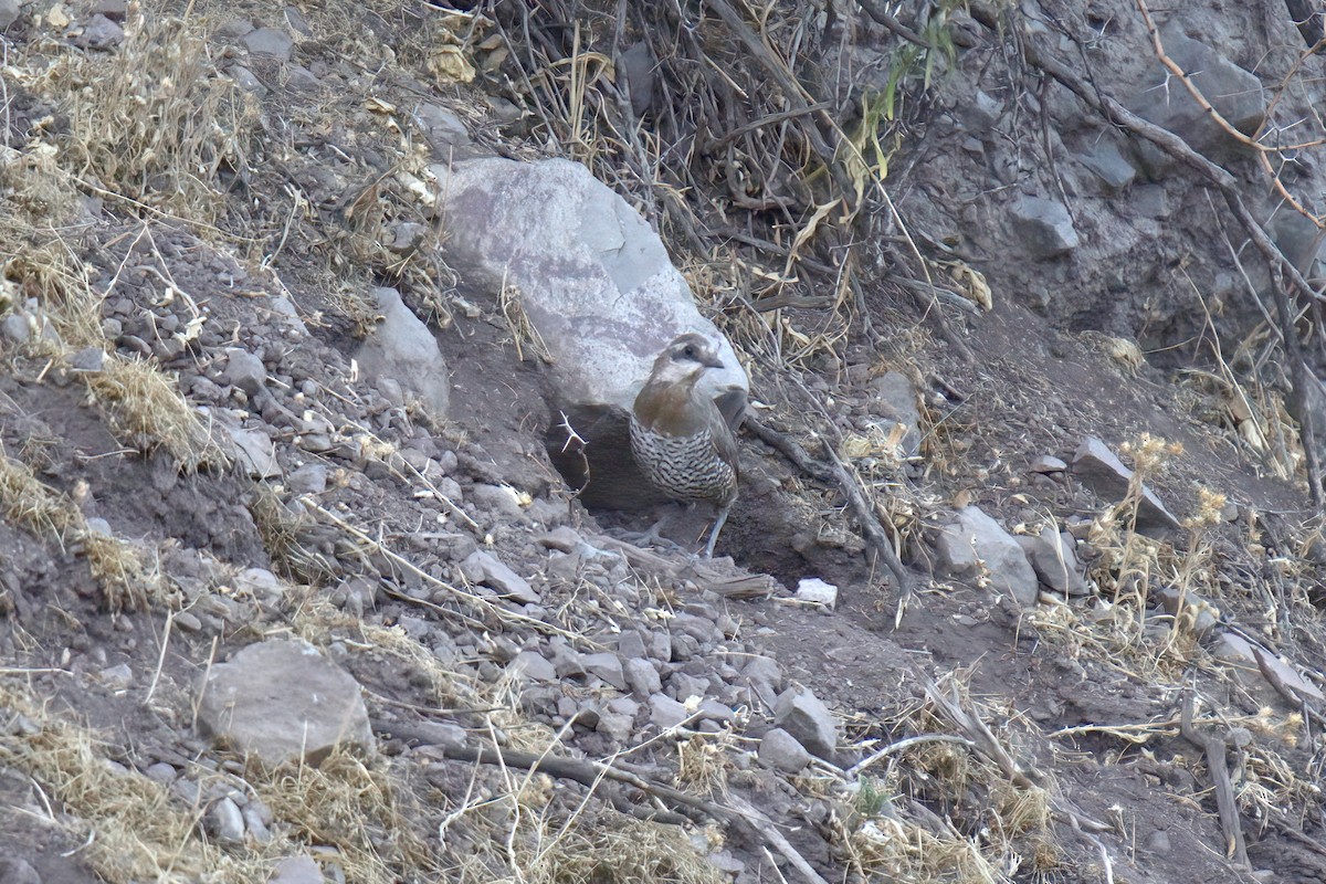 Weißbarttapaculo - ML622102987