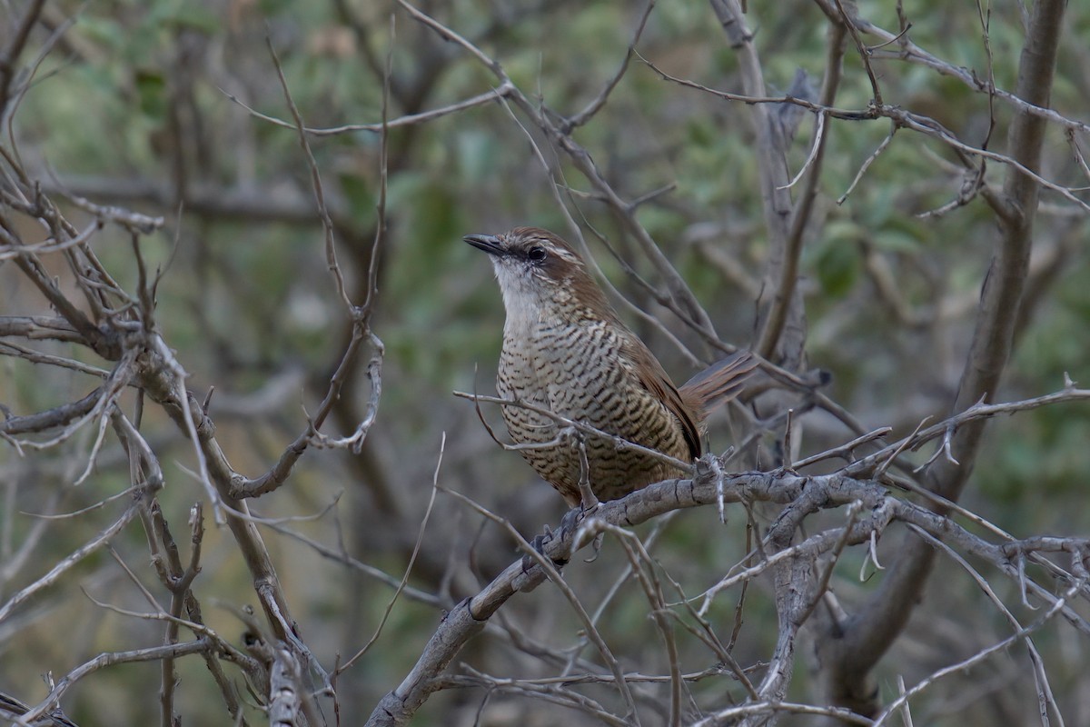 White-throated Tapaculo - ML622102992