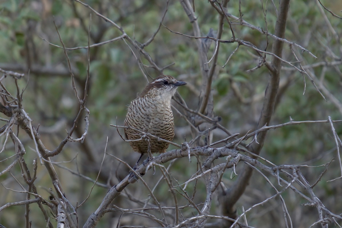 White-throated Tapaculo - ML622102993