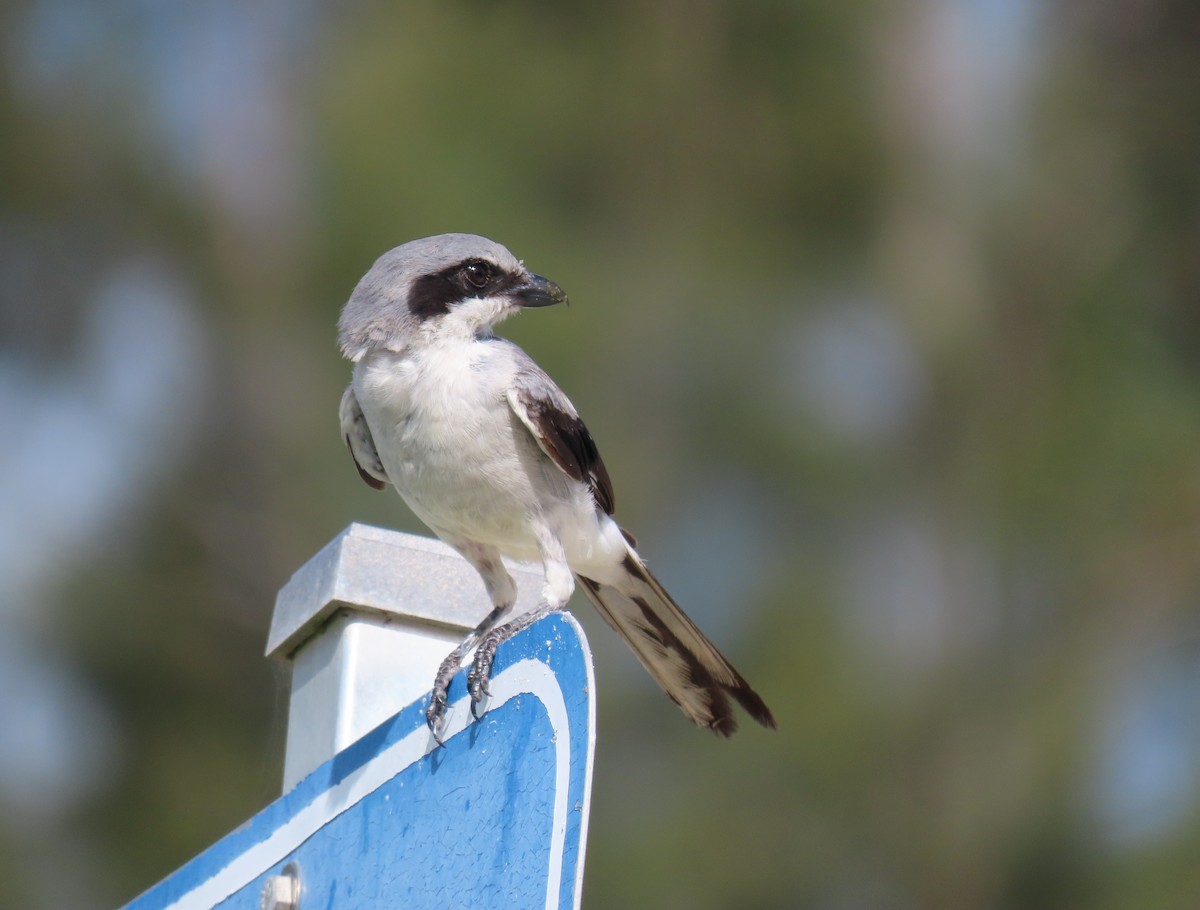 Loggerhead Shrike - ML622103013