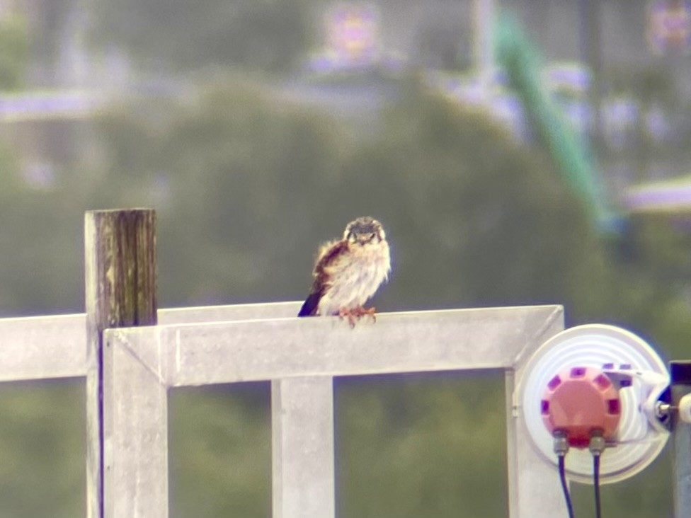 American Kestrel - ML622103014