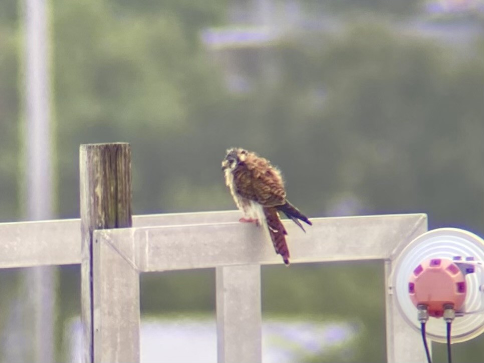 American Kestrel - ML622103015