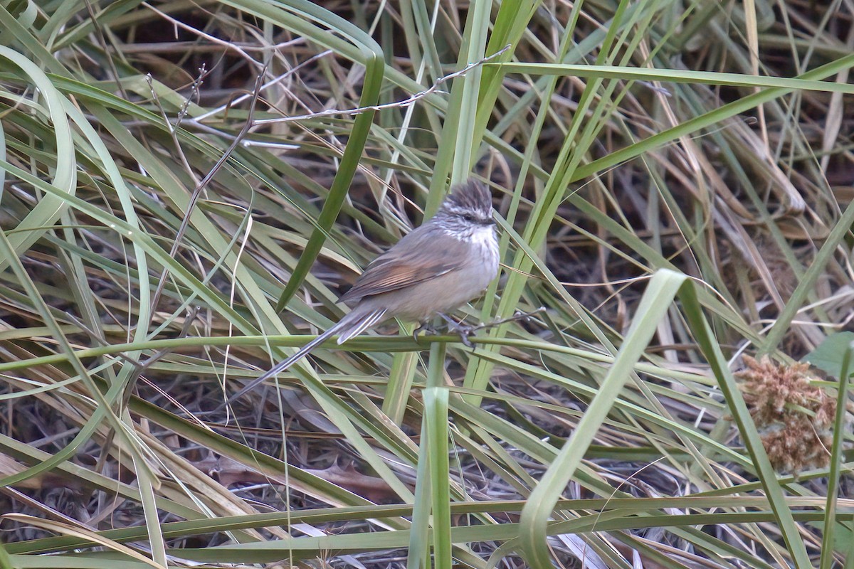 Zimtspiegel-Meisenschlüpfer - ML622103021