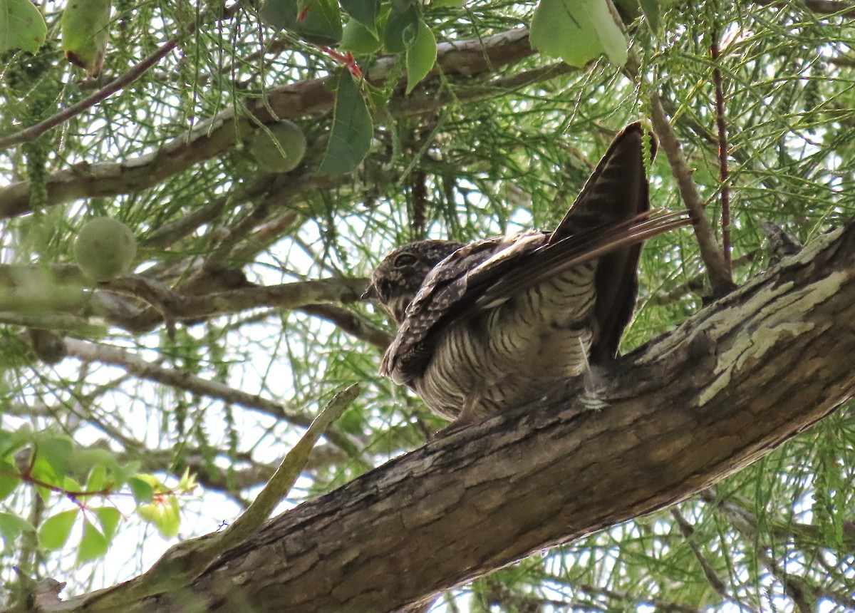 Common Nighthawk - ML622103027