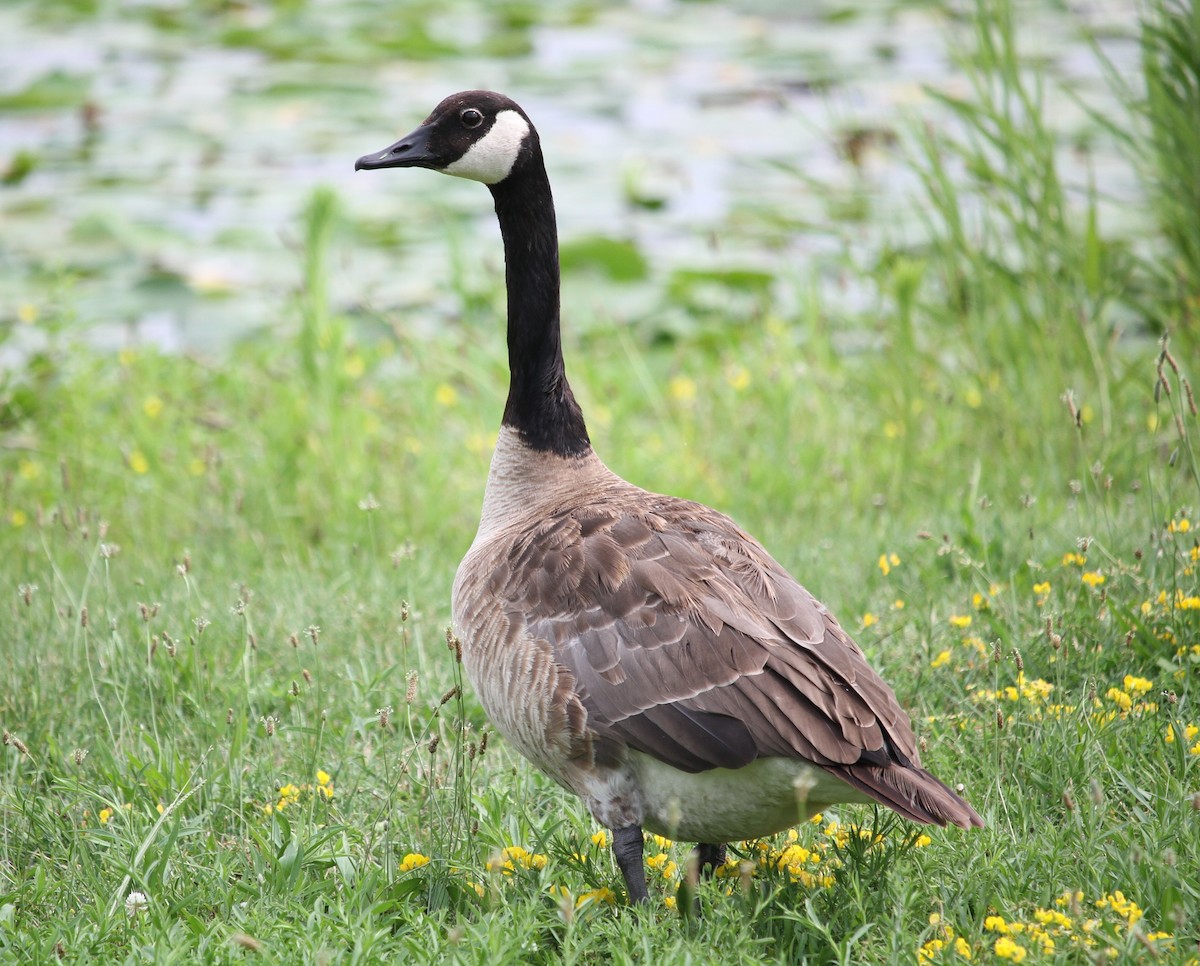 Canada Goose - ML622103038