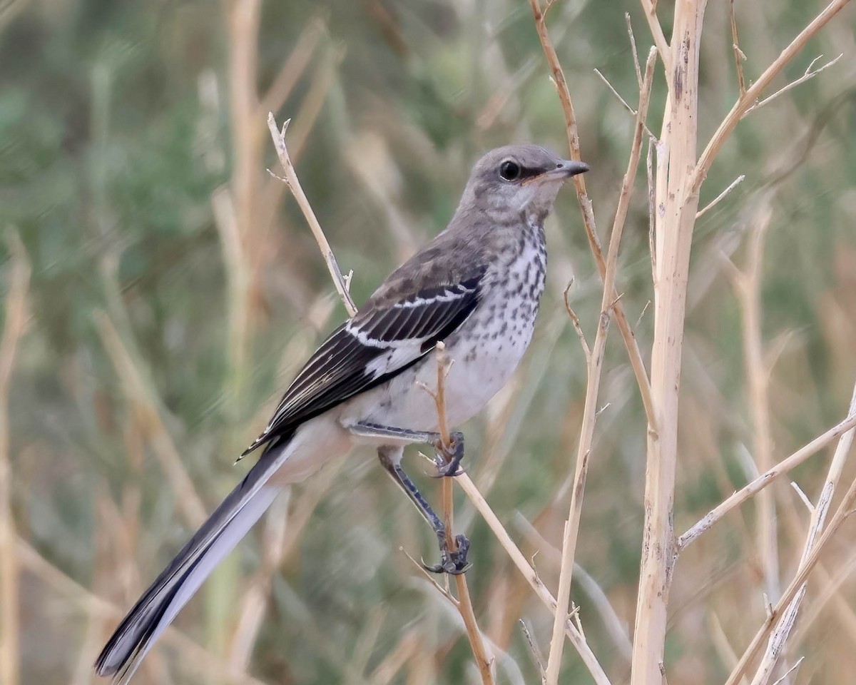 Northern Mockingbird - ML622103058