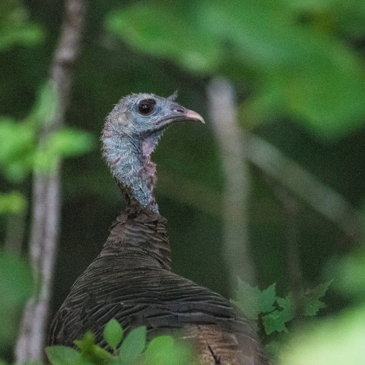 Wild Turkey - ML622103074