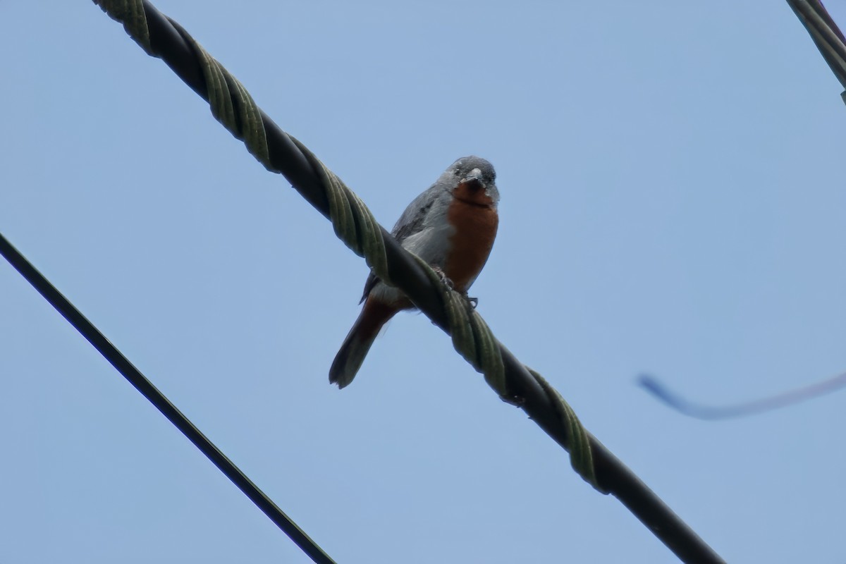 Chestnut-bellied Seedeater - ML622103079