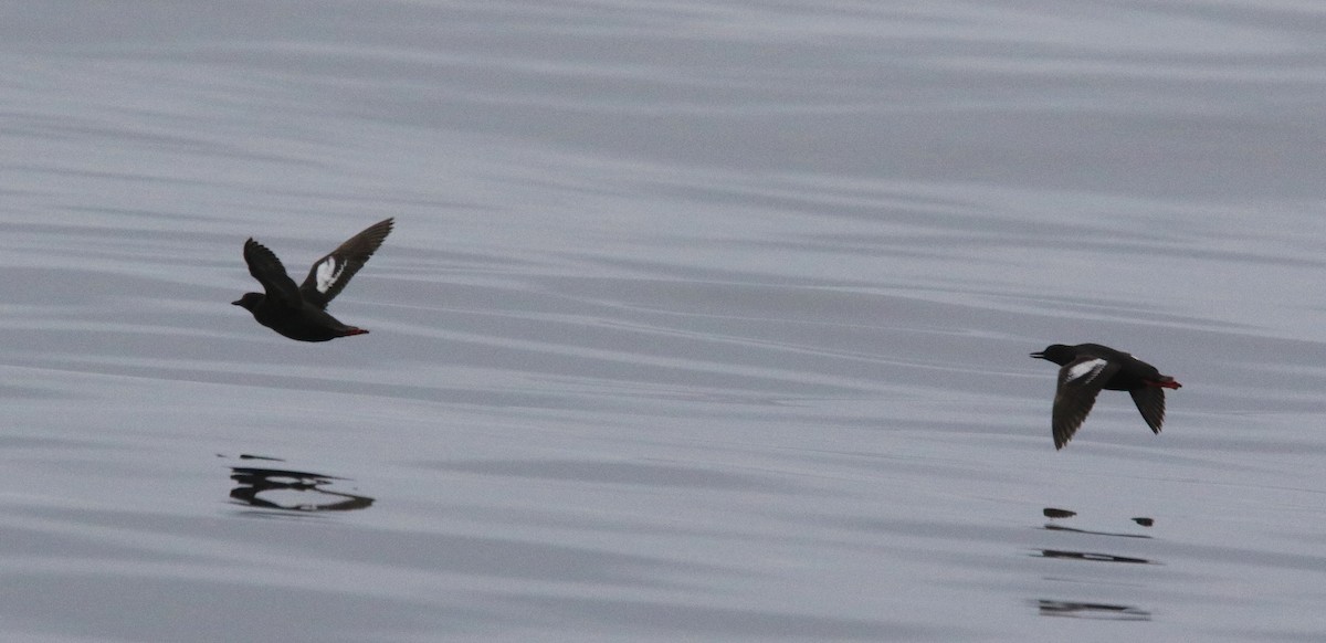 Pigeon Guillemot - ML622103082