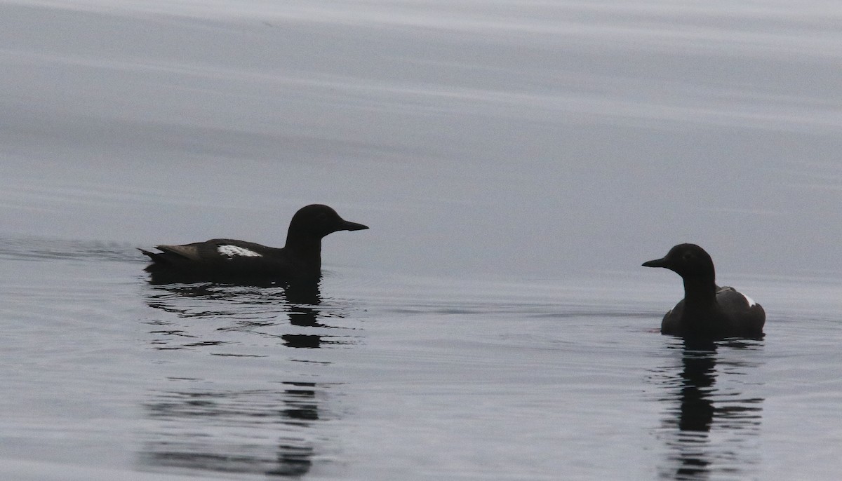 Pigeon Guillemot - ML622103083