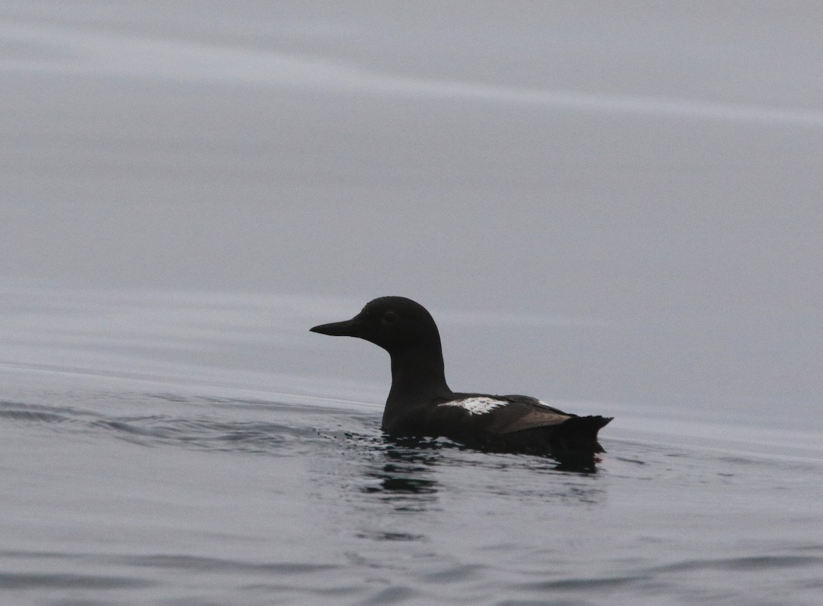 Pigeon Guillemot - ML622103084