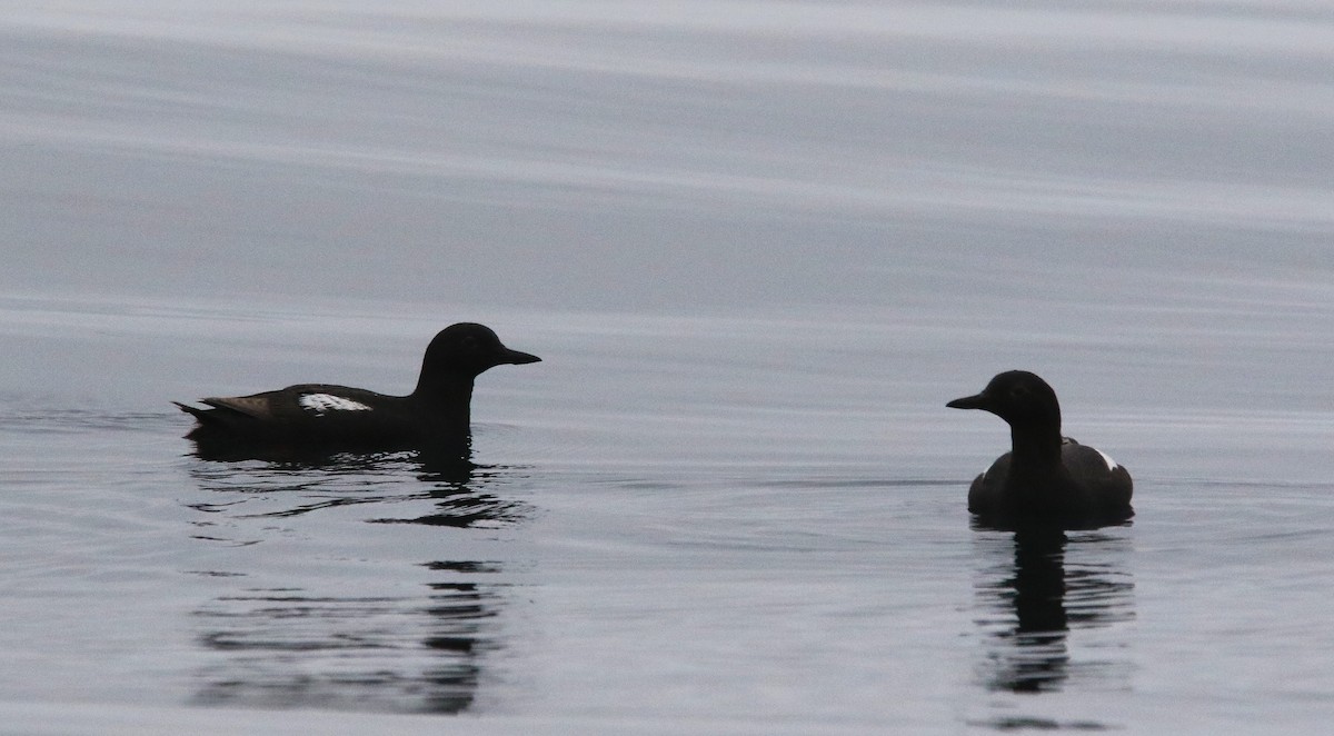 Pigeon Guillemot - ML622103085