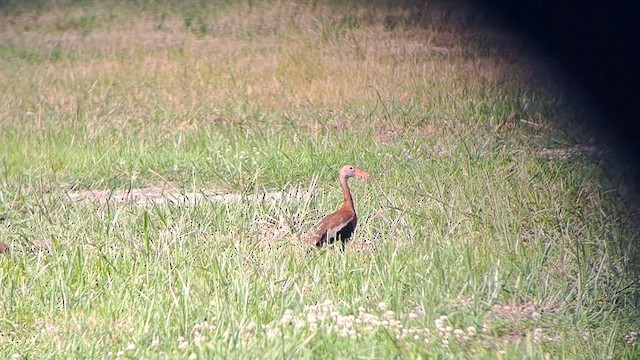 Black-bellied Whistling-Duck (fulgens) - ML622103123