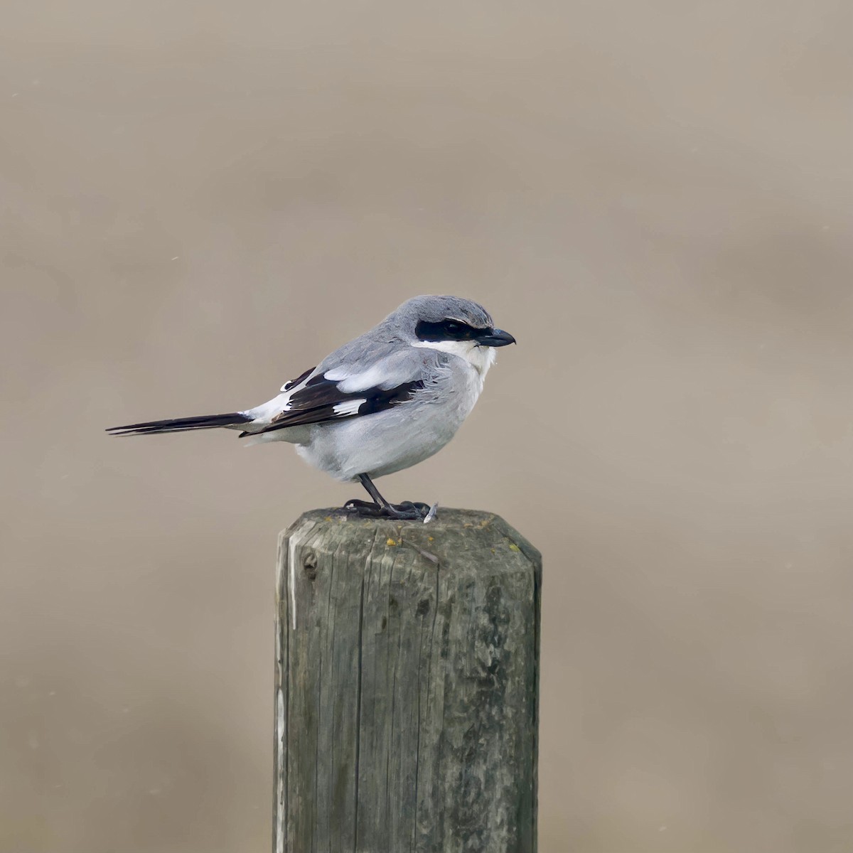 Loggerhead Shrike - ML622103157