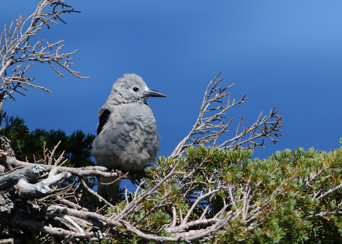 Clark's Nutcracker - ML622103162