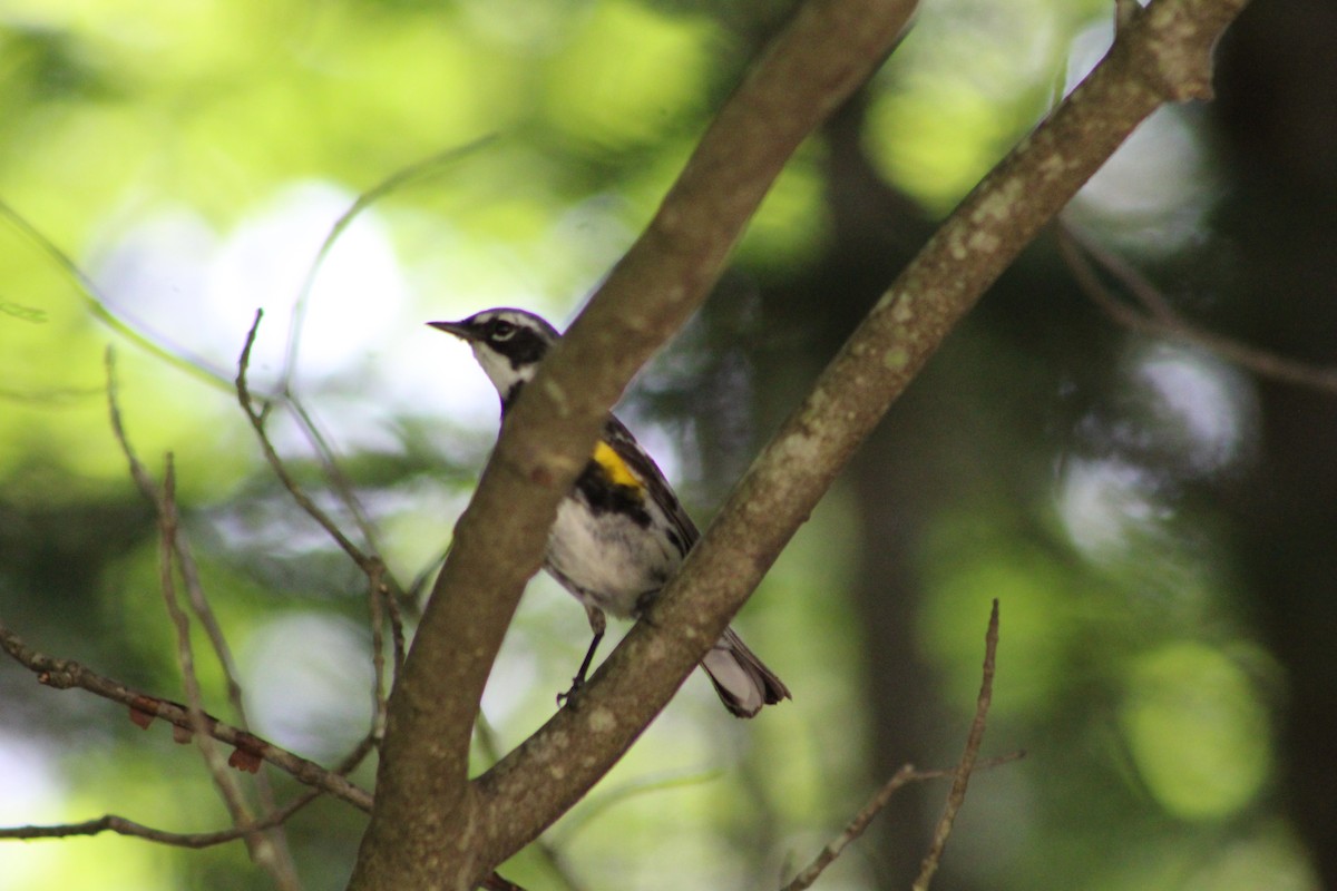 myrteparula (coronata) - ML622103181