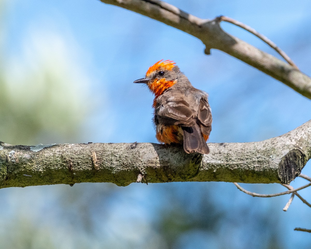 Vermilion Flycatcher - ML622103224