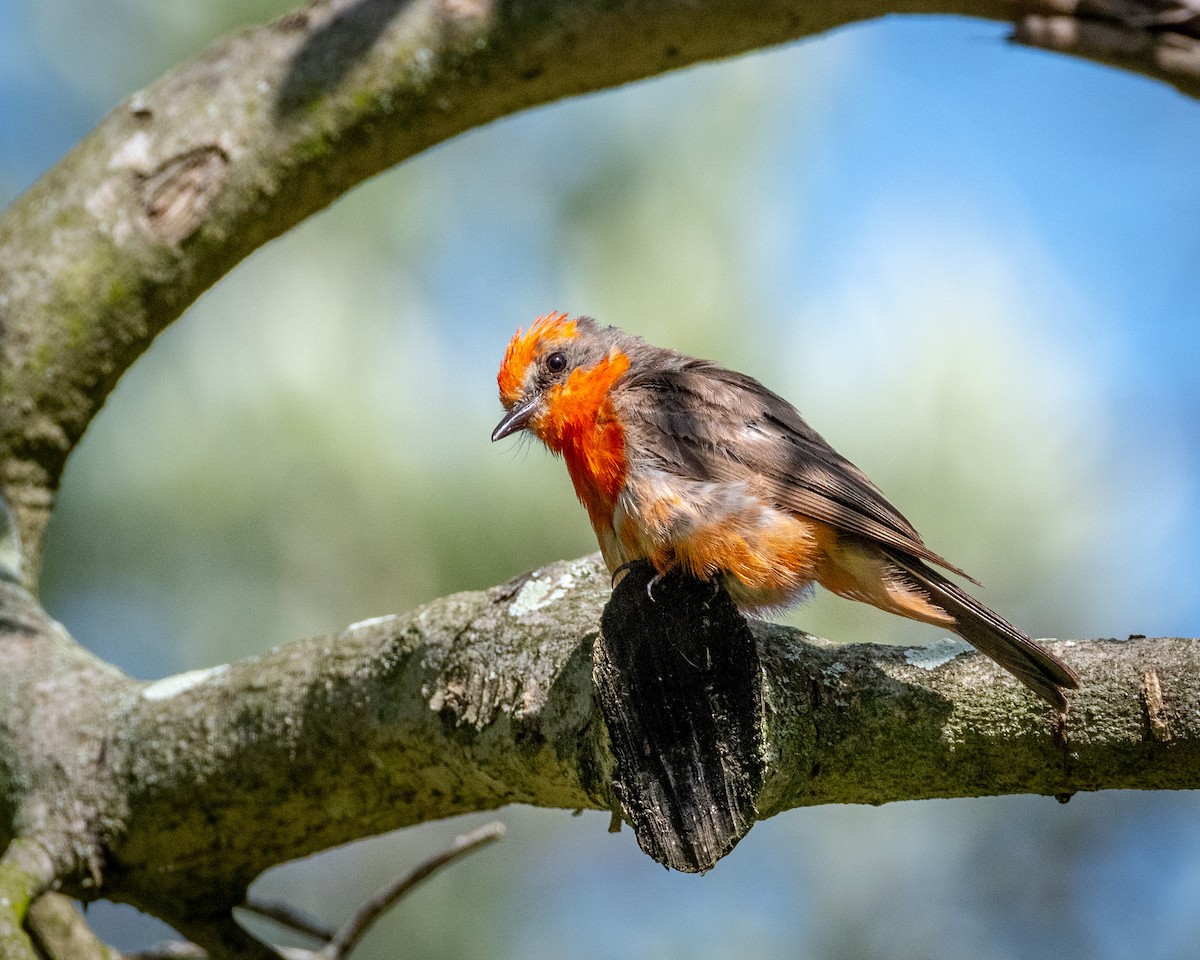 Vermilion Flycatcher - ML622103227