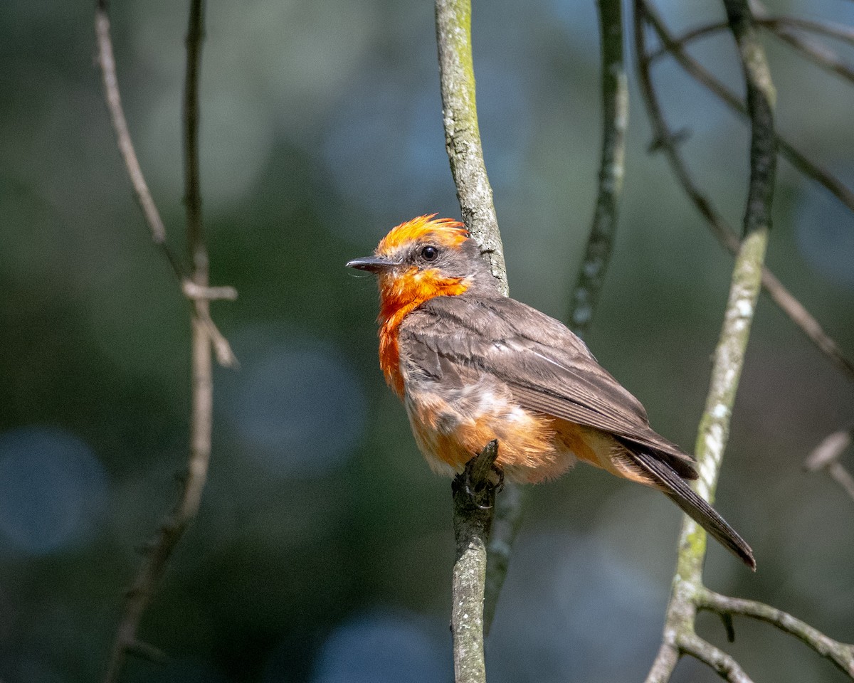 Vermilion Flycatcher - ML622103237