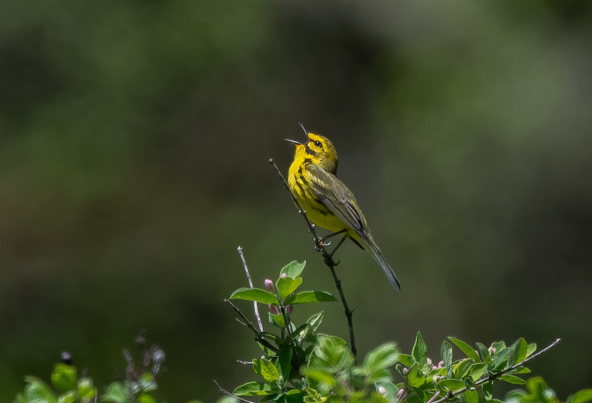 Prairie Warbler - ML622103239