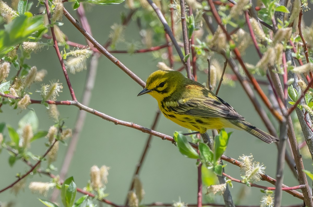 Prairie Warbler - ML622103241