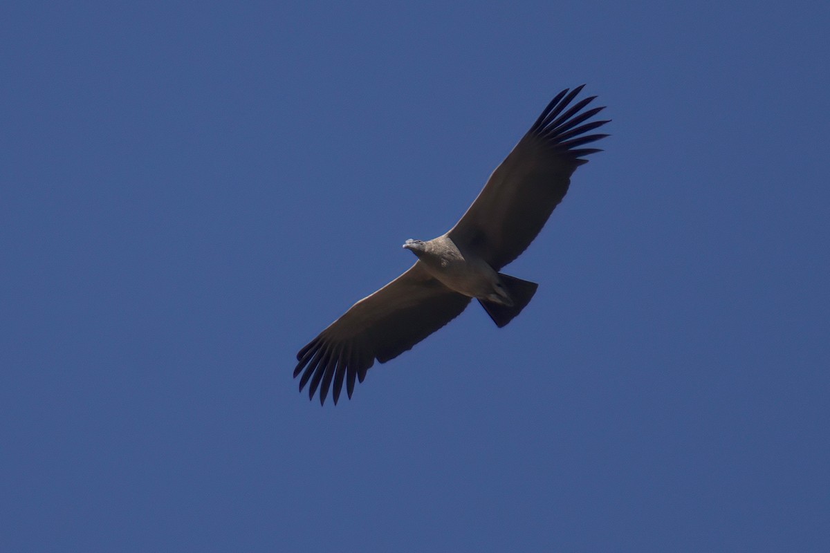 Andean Condor - ML622103243