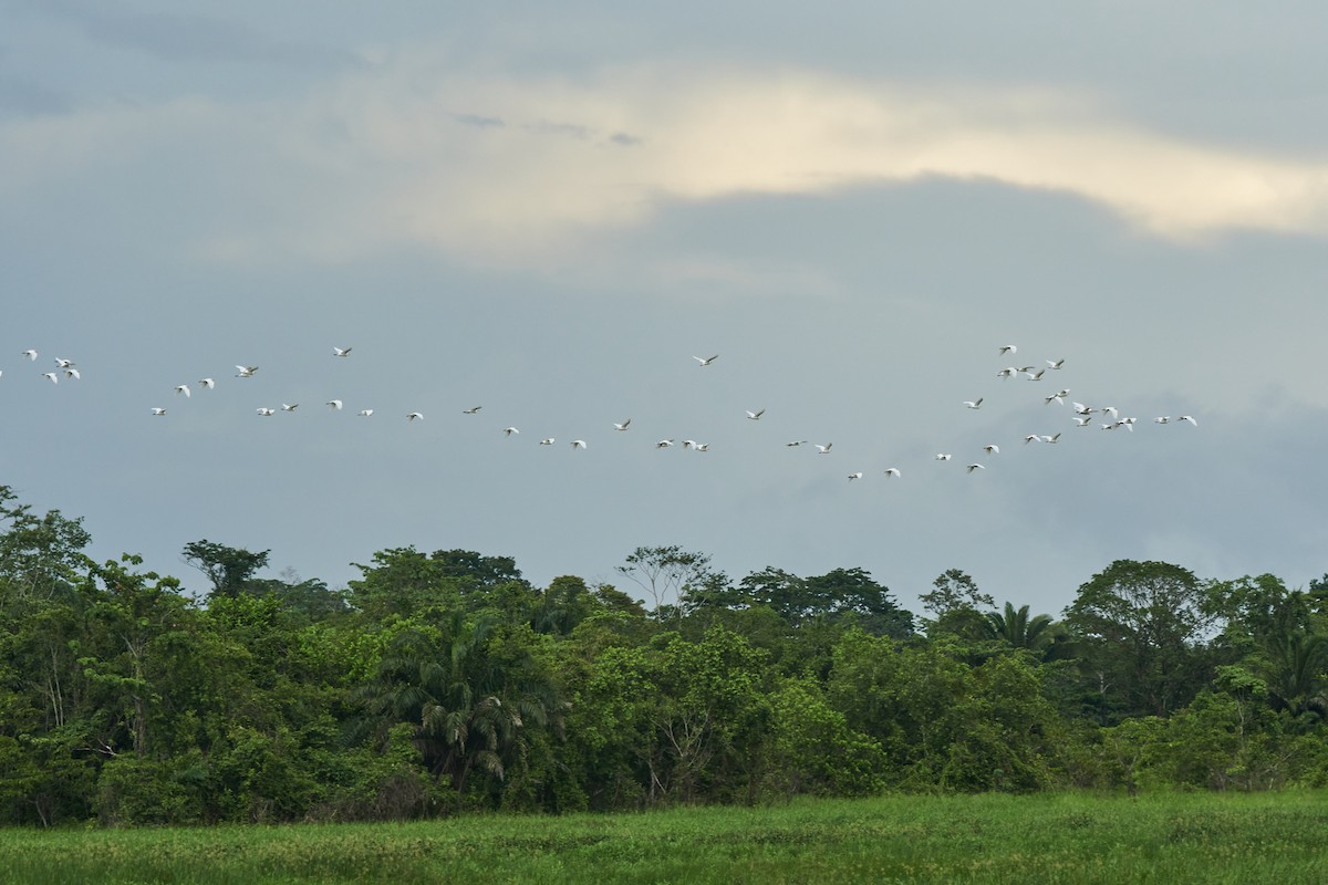 Western Cattle Egret - ML622103244