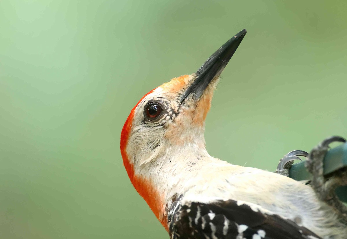 Red-bellied Woodpecker - ML622103248