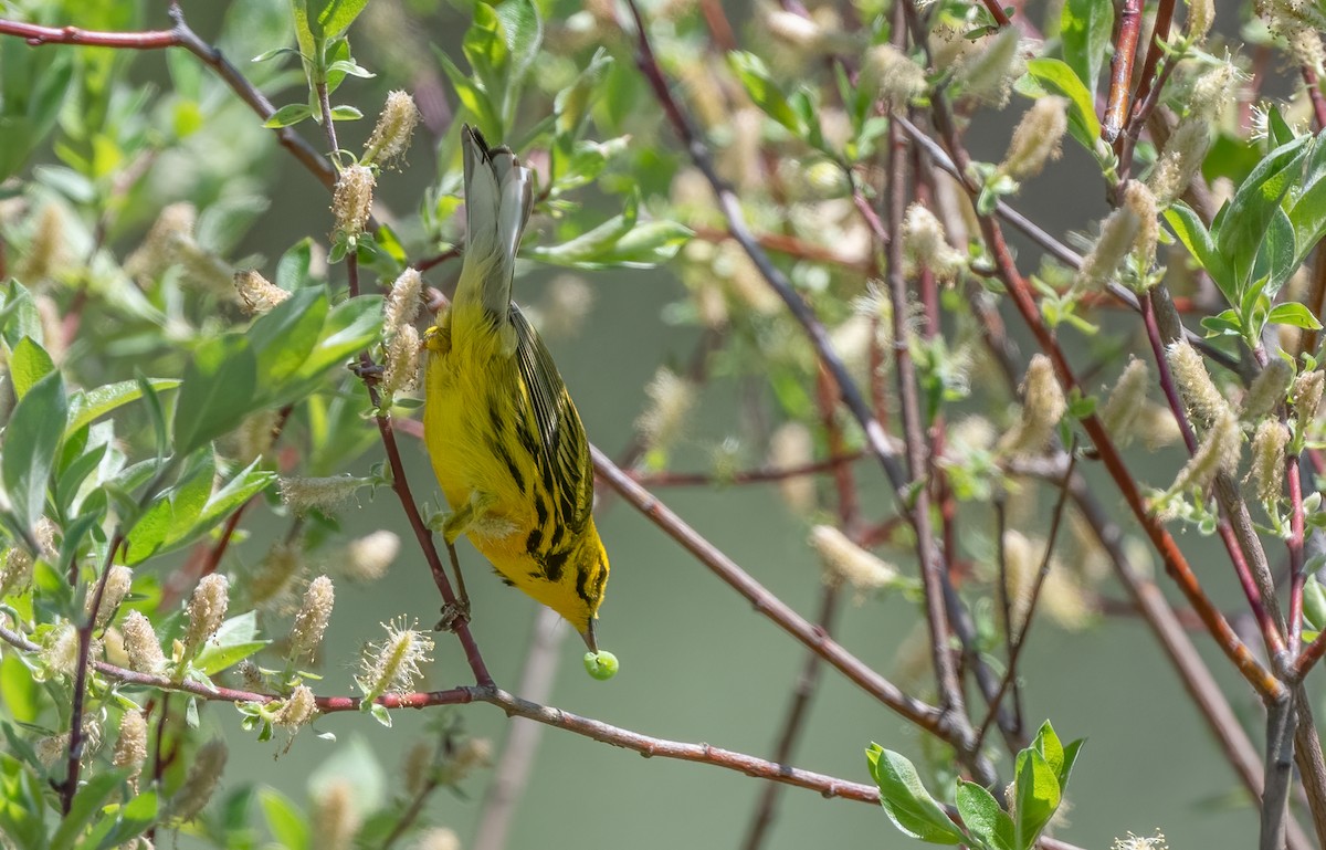 Prairie Warbler - ML622103255