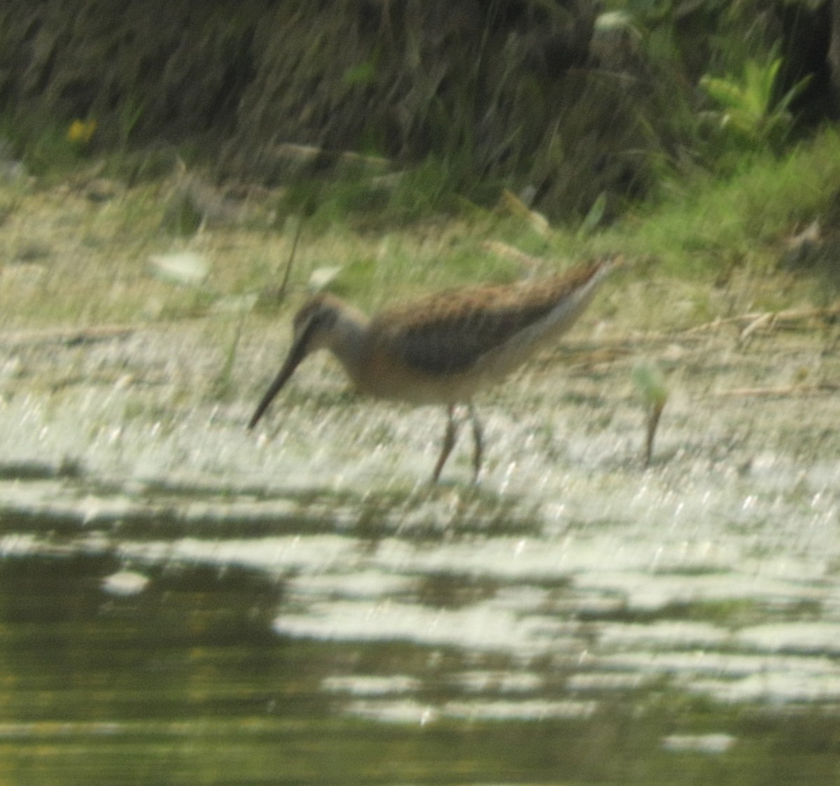 Short-billed Dowitcher - ML622103256