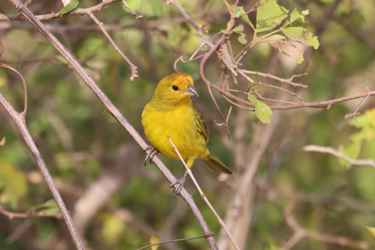 Saffron Finch - ML622103263