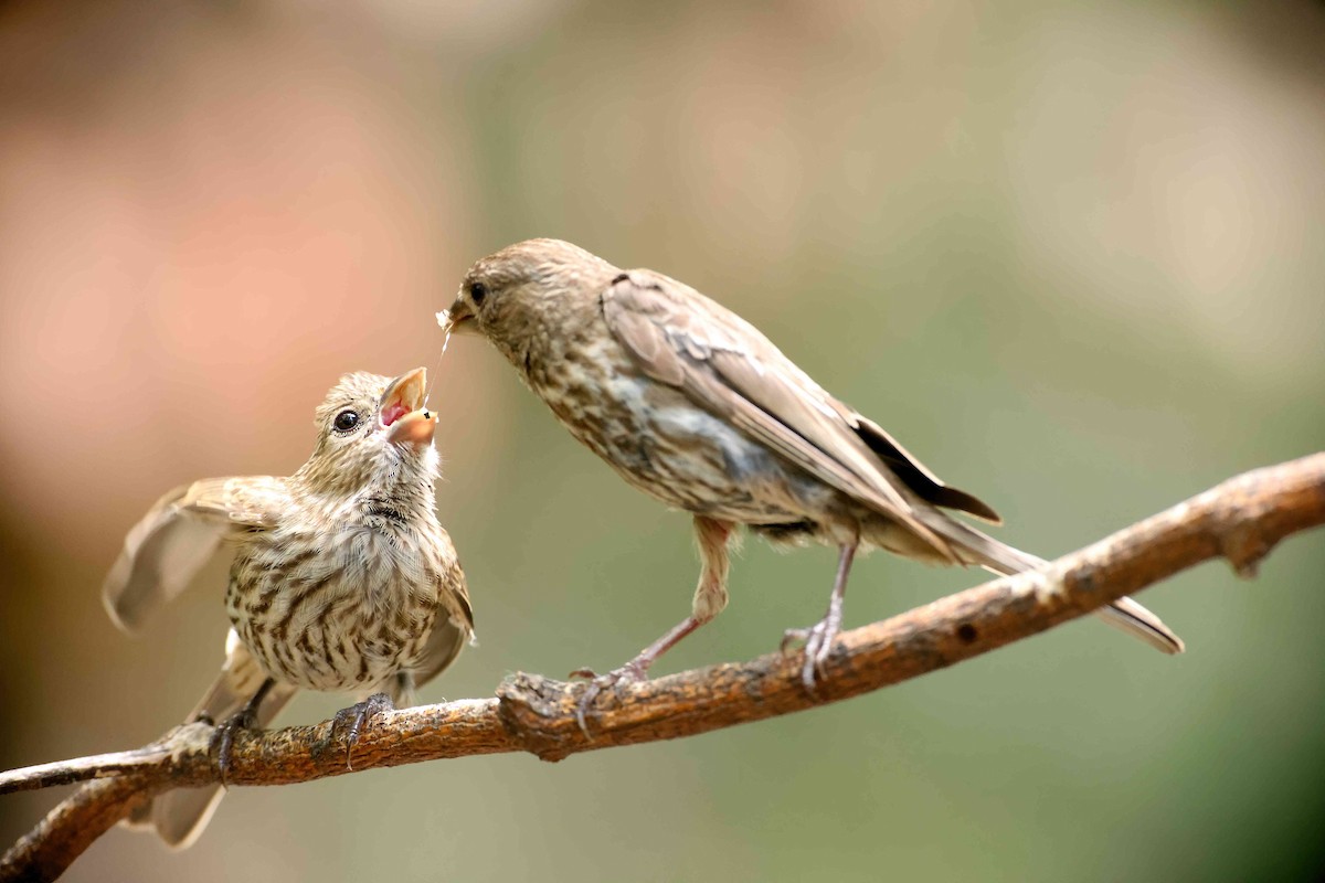 House Finch - ML622103265