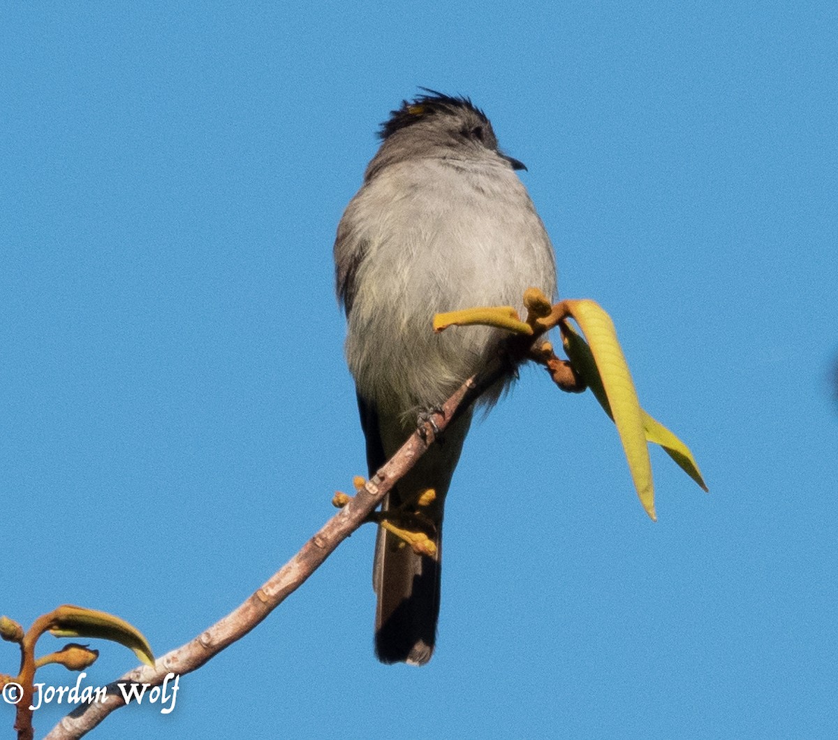 Crowned Slaty Flycatcher - ML622103267