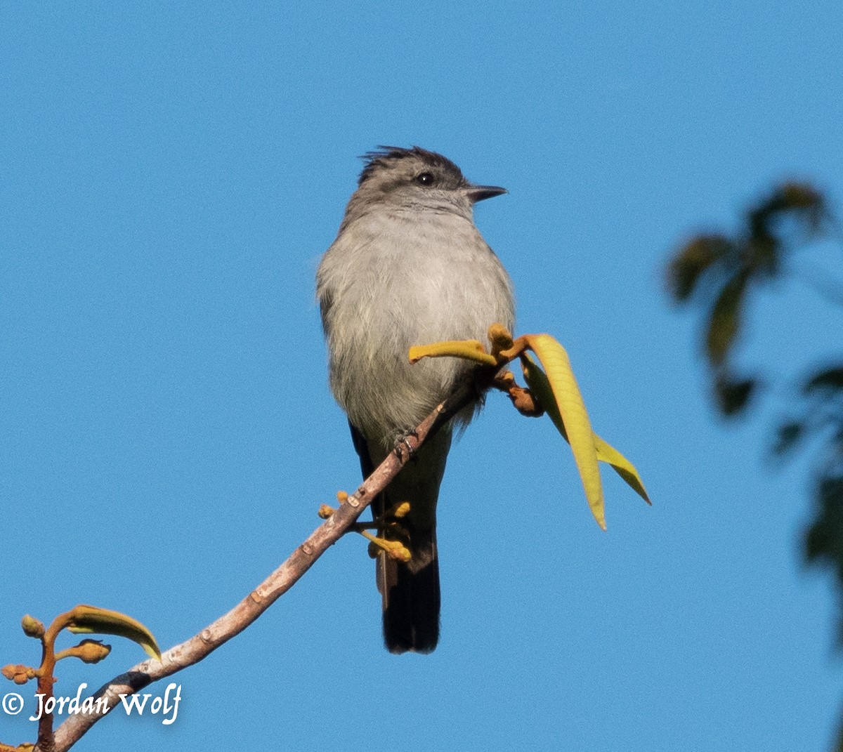 Crowned Slaty Flycatcher - ML622103268