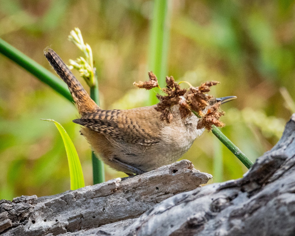 House Wren - James Kendall