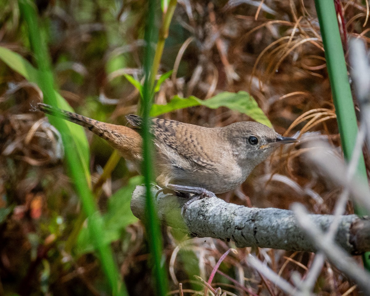 House Wren - ML622103271