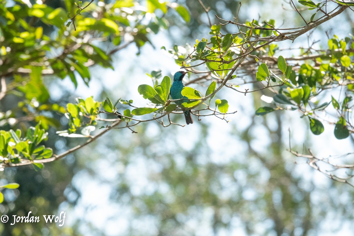 Blue Dacnis - ML622103272