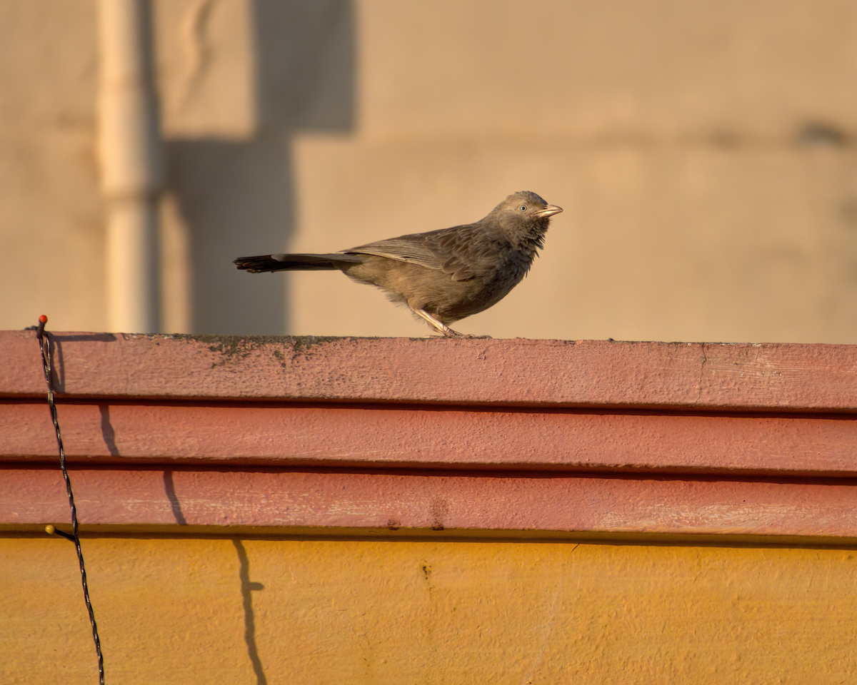 Yellow-billed Babbler - ML622103274