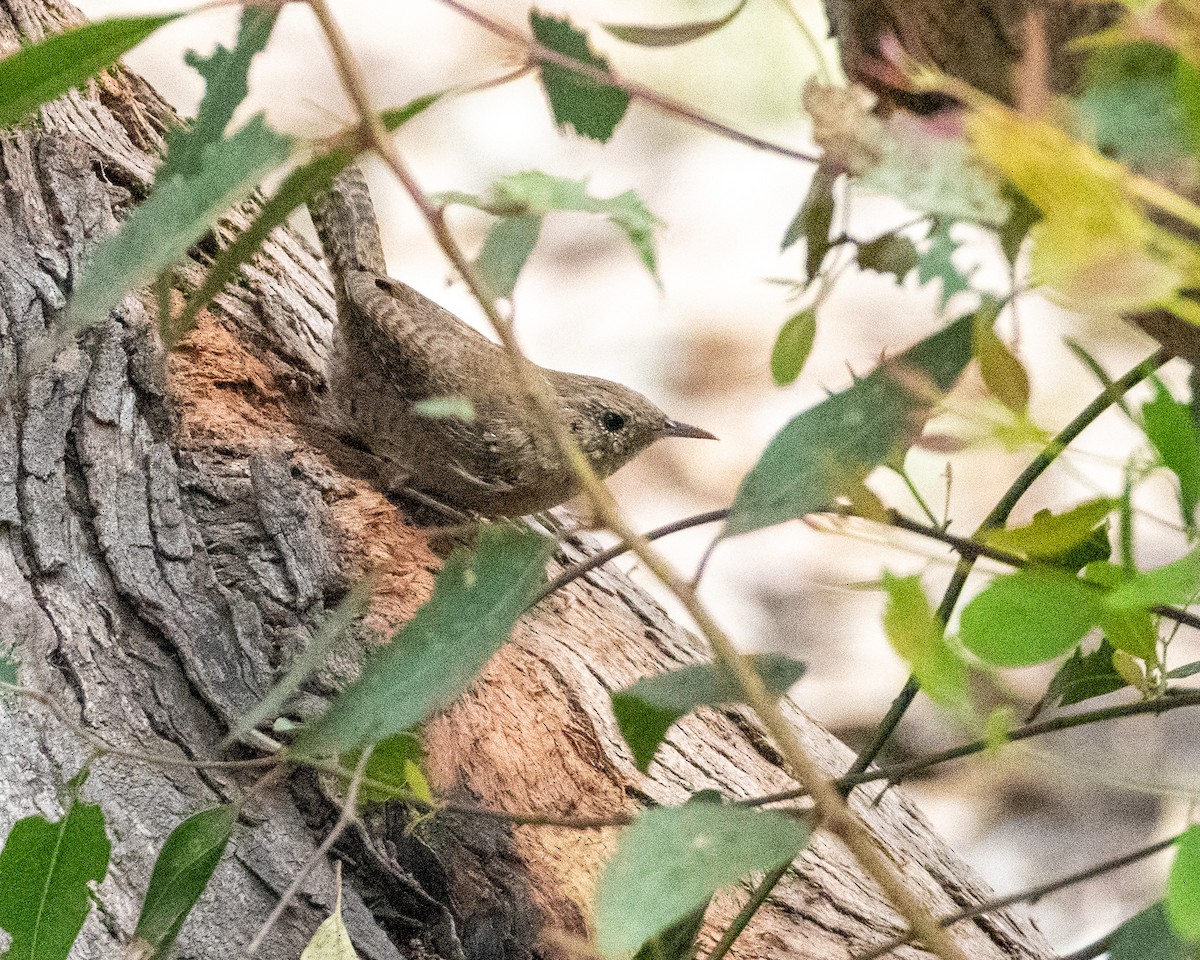 House Wren - ML622103280