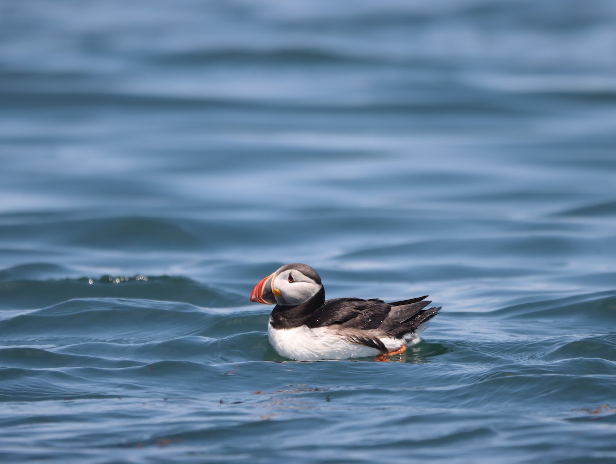 Atlantic Puffin - France Daigle