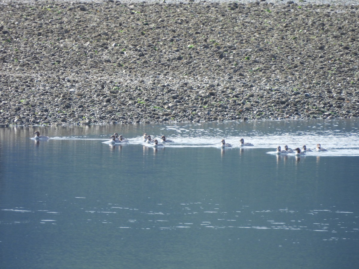 Common Merganser - ML622103282