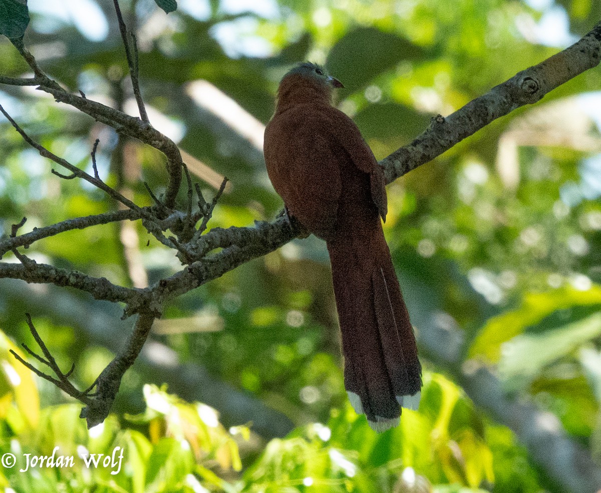 Black-bellied Cuckoo - ML622103291