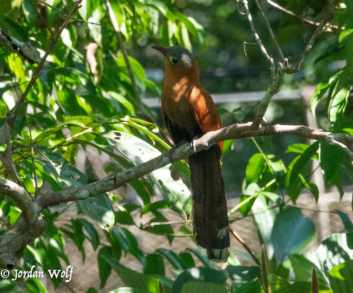 Black-bellied Cuckoo - ML622103292