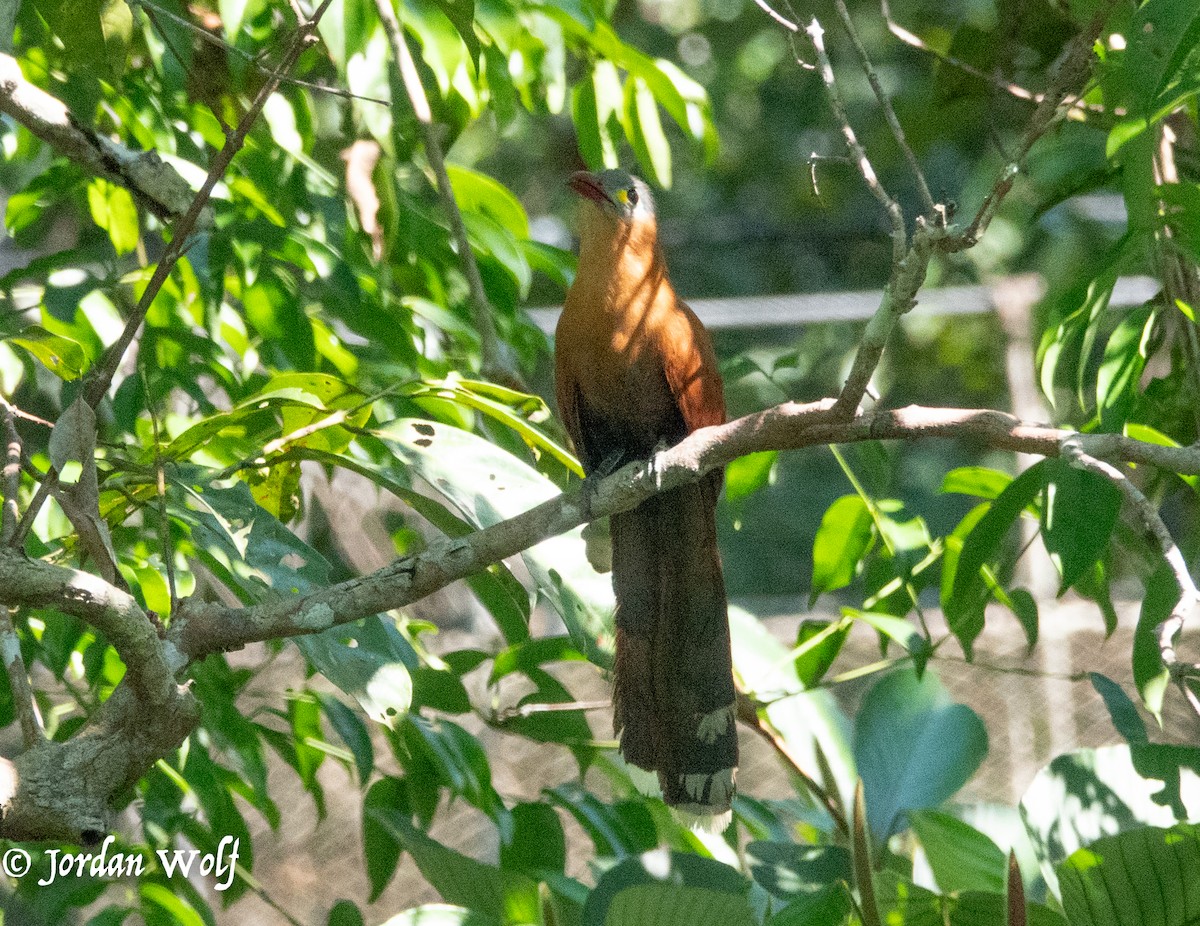 Black-bellied Cuckoo - ML622103293